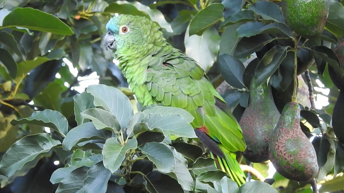 Turquoise-fronted Amazon - ML641964852