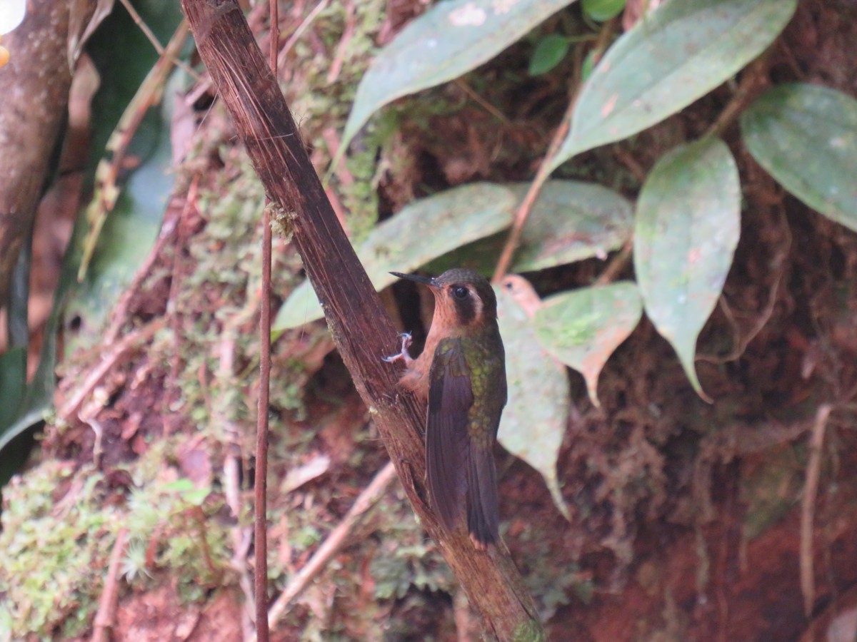 Speckled Hummingbird - ML641964856