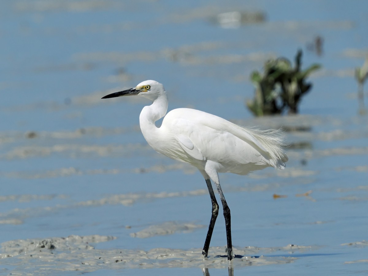 Little Egret - ML641964862