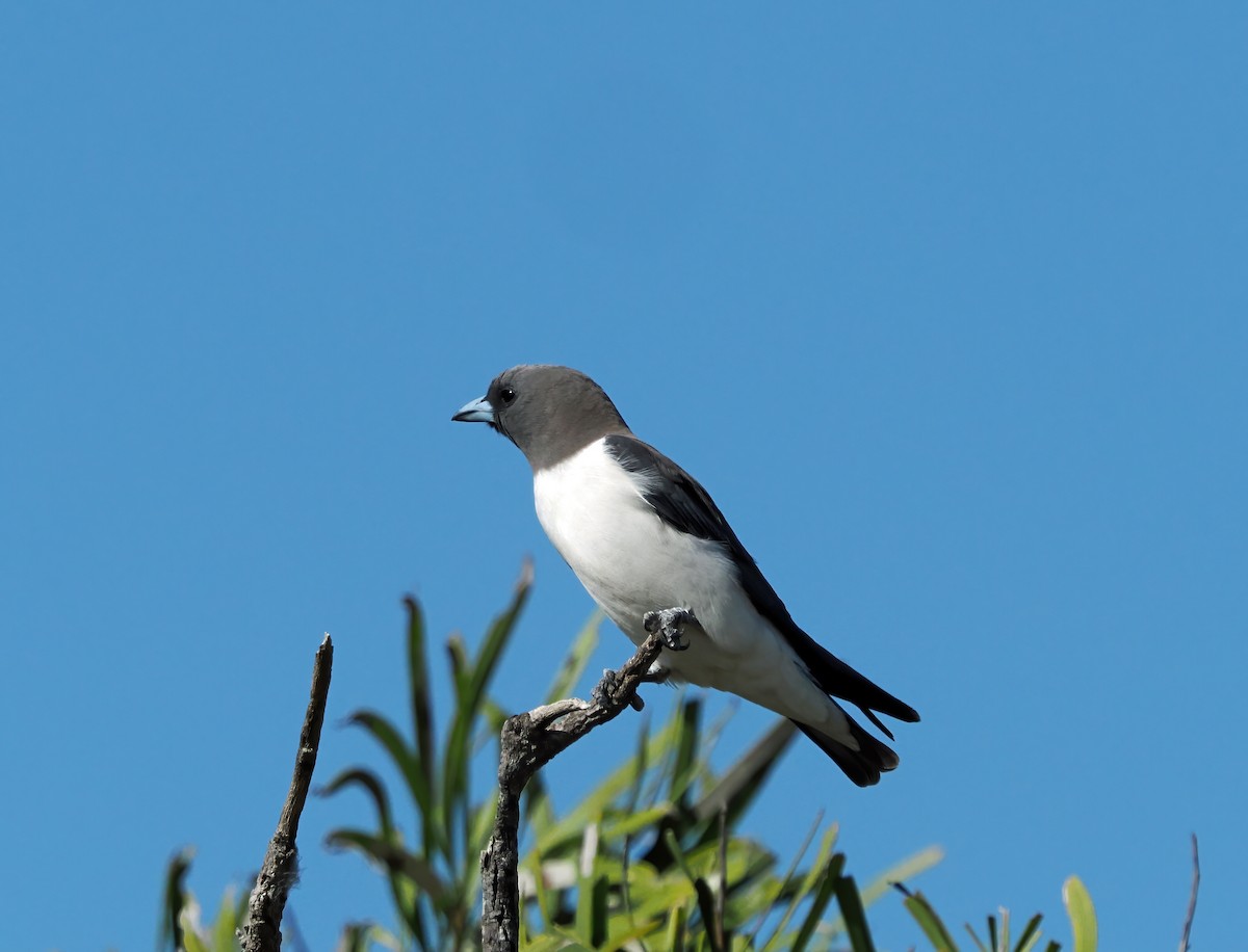White-breasted Woodswallow - ML641964872