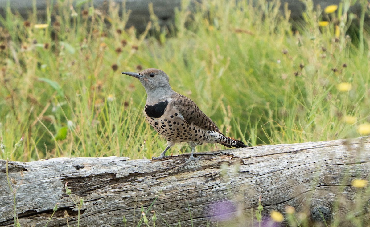 Northern Flicker - ML641964875