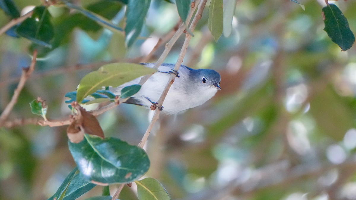 Blue-gray Gnatcatcher - ML641964880