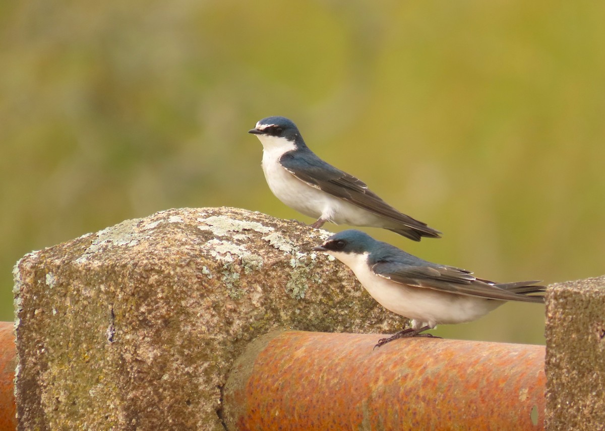 White-rumped Swallow - ML641964922