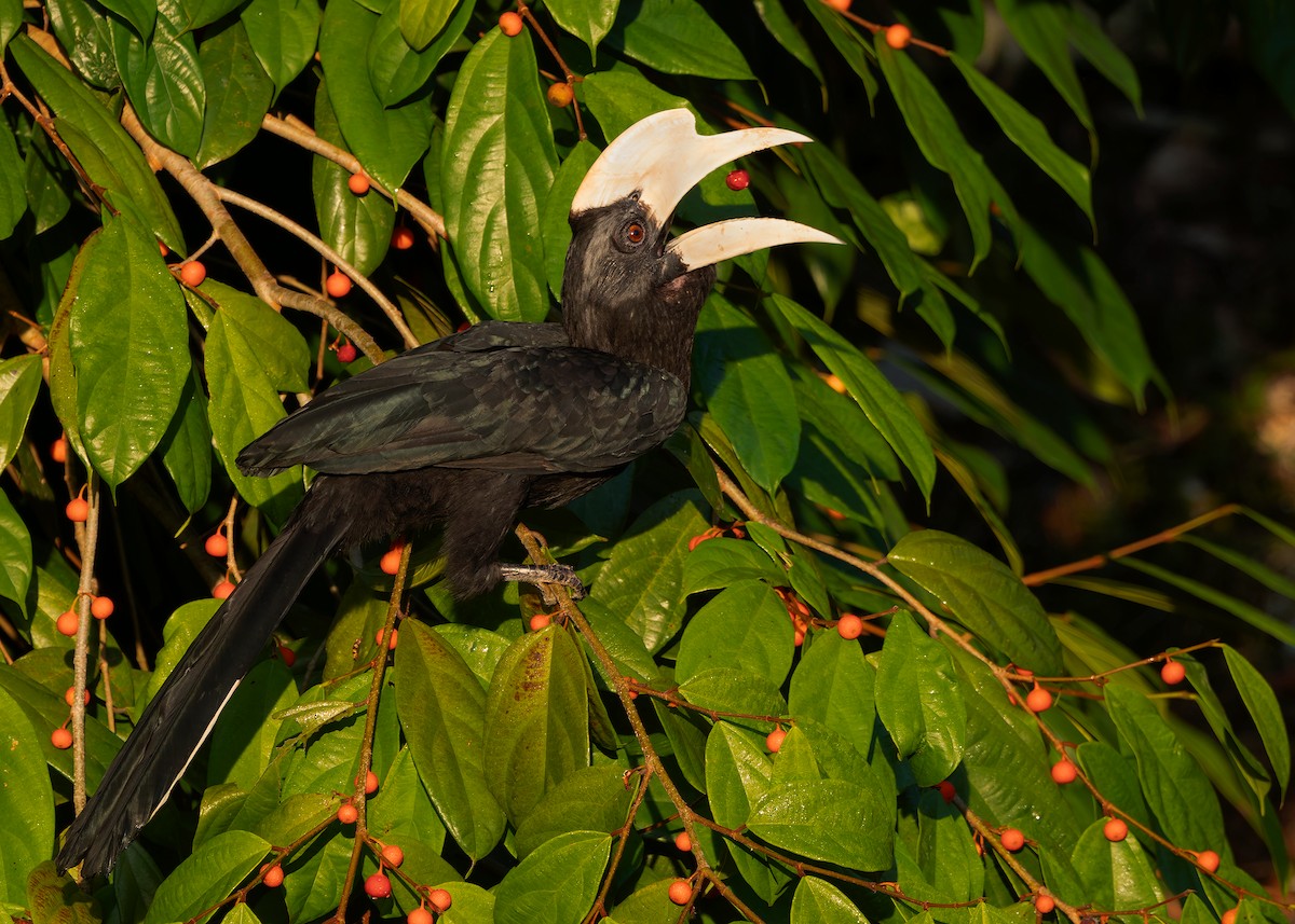 Malaienhornvogel - ML641964949