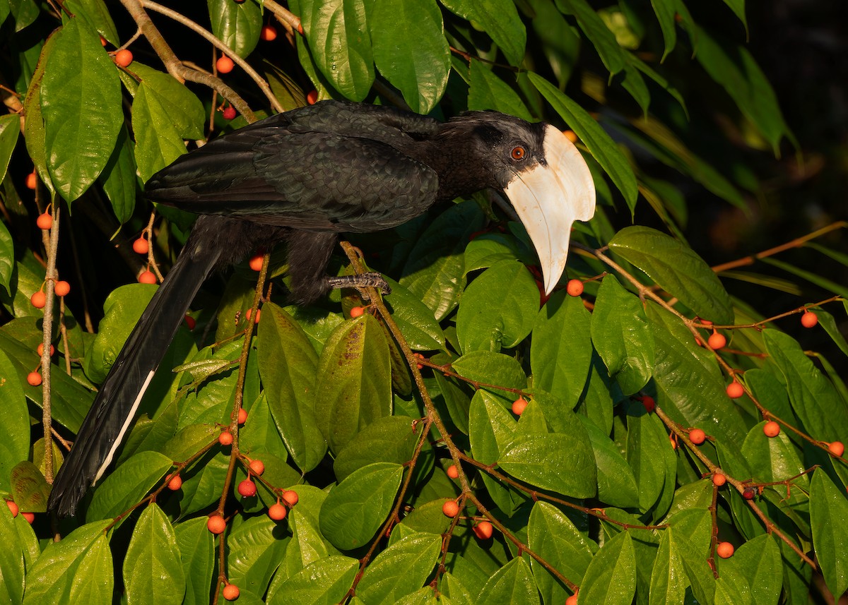 Malaienhornvogel - ML641964950
