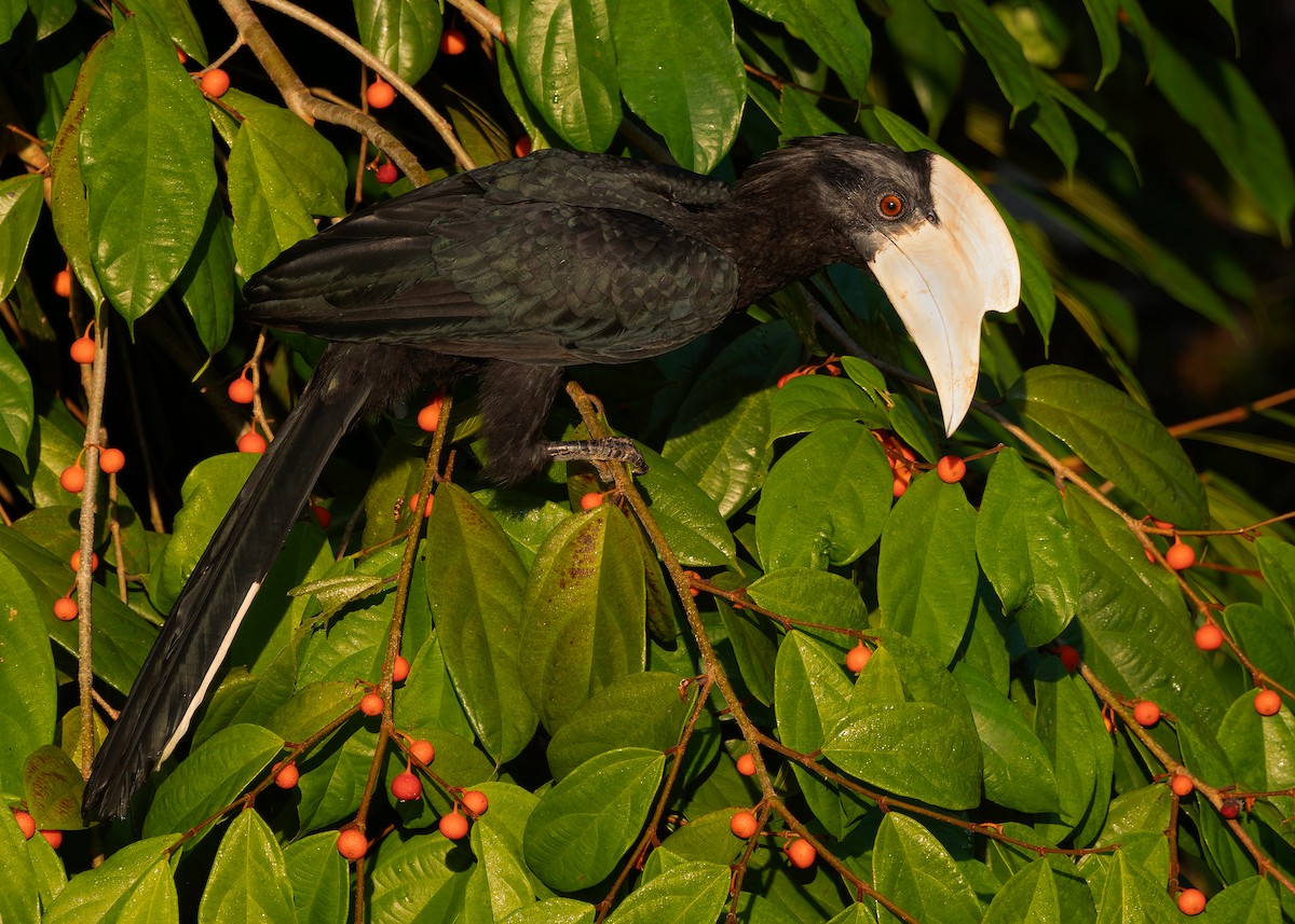 Malaienhornvogel - ML641964951