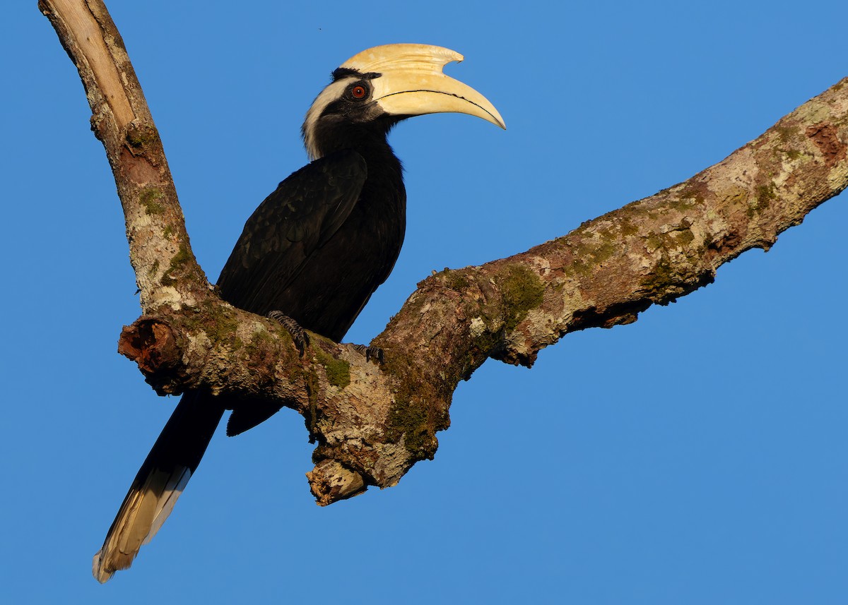 Malaienhornvogel - ML641964952