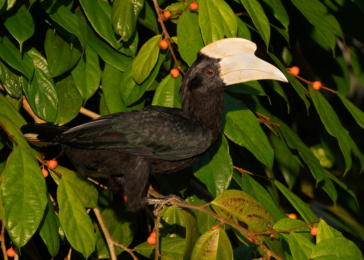 Malaienhornvogel - ML641964953