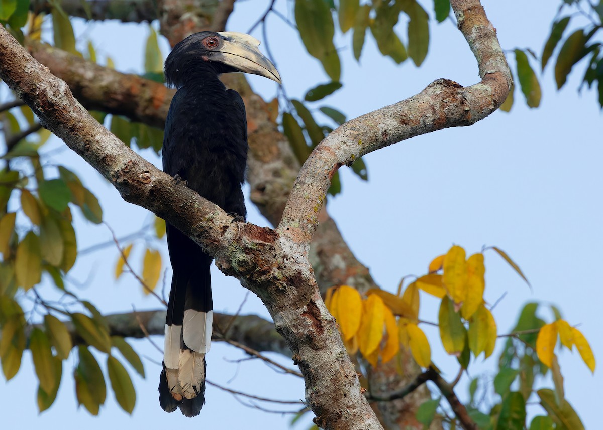 Malaienhornvogel - ML641964954