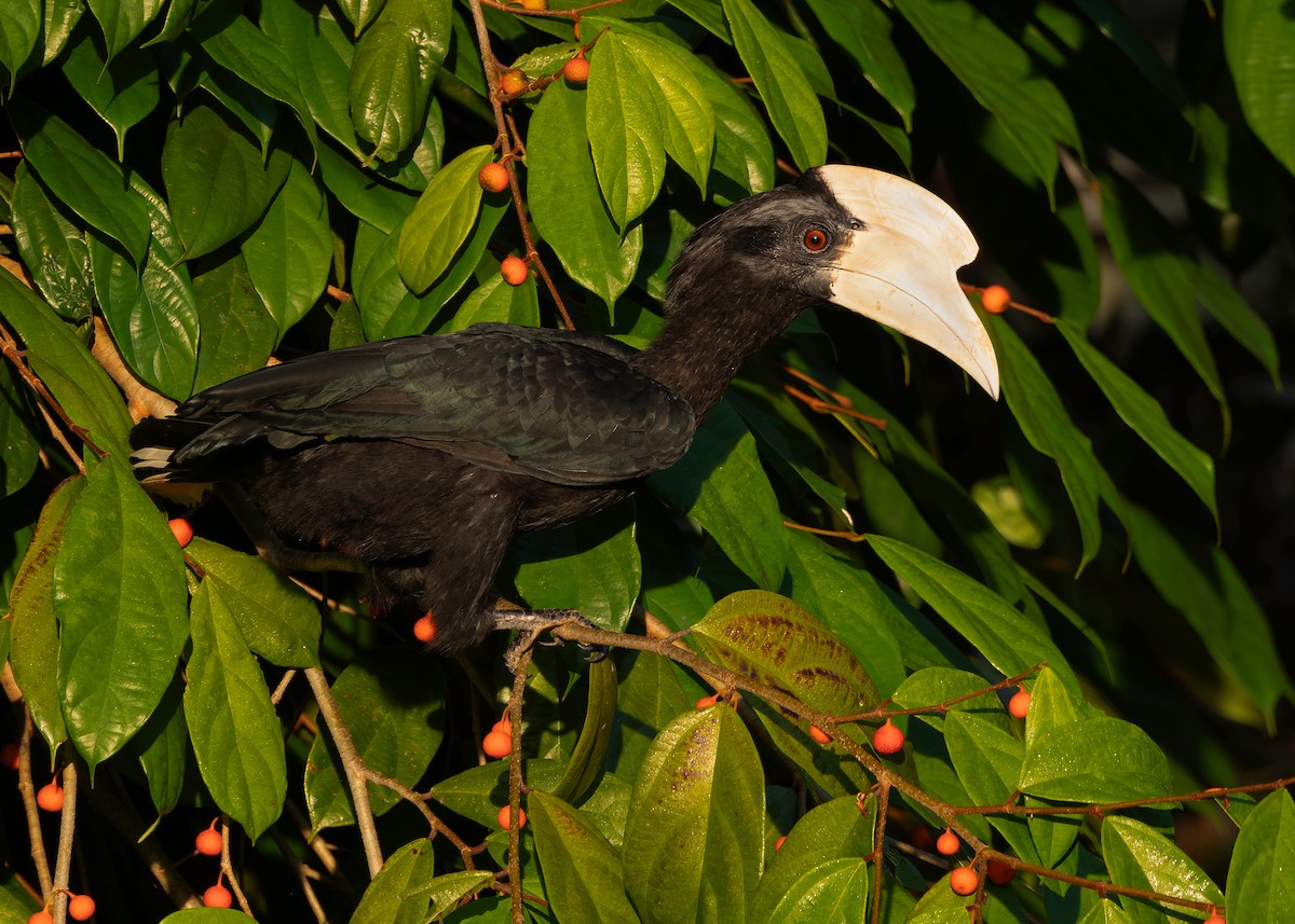 Malaienhornvogel - ML641964955
