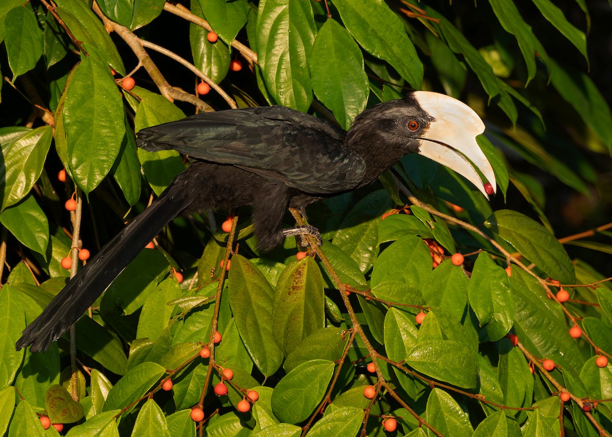 Malaienhornvogel - ML641964956