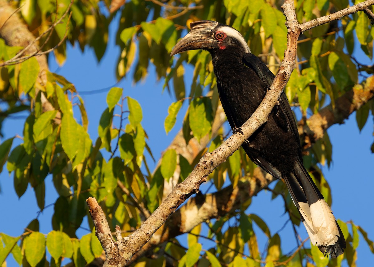 Malaienhornvogel - ML641964957