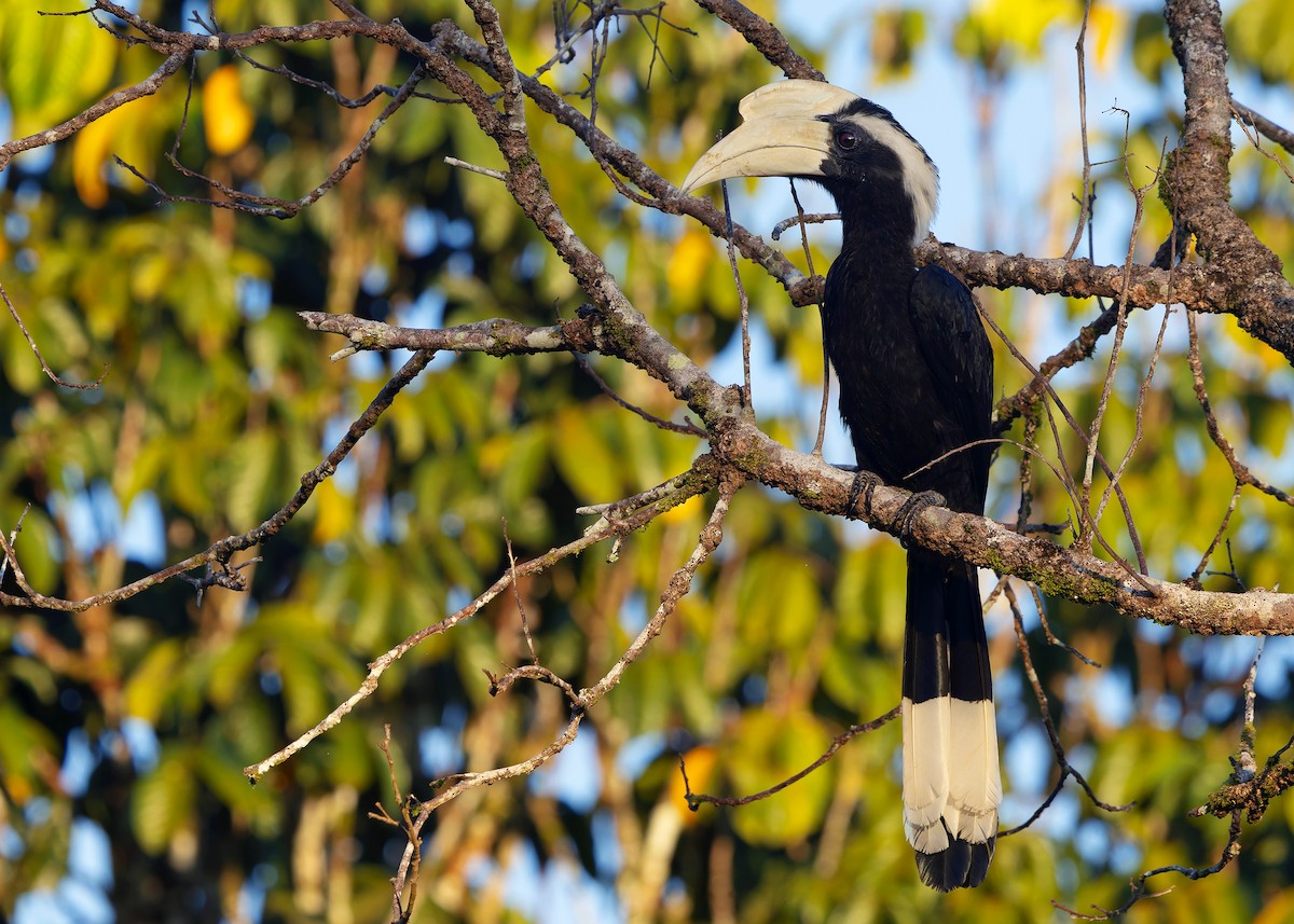 Malaienhornvogel - ML641964958