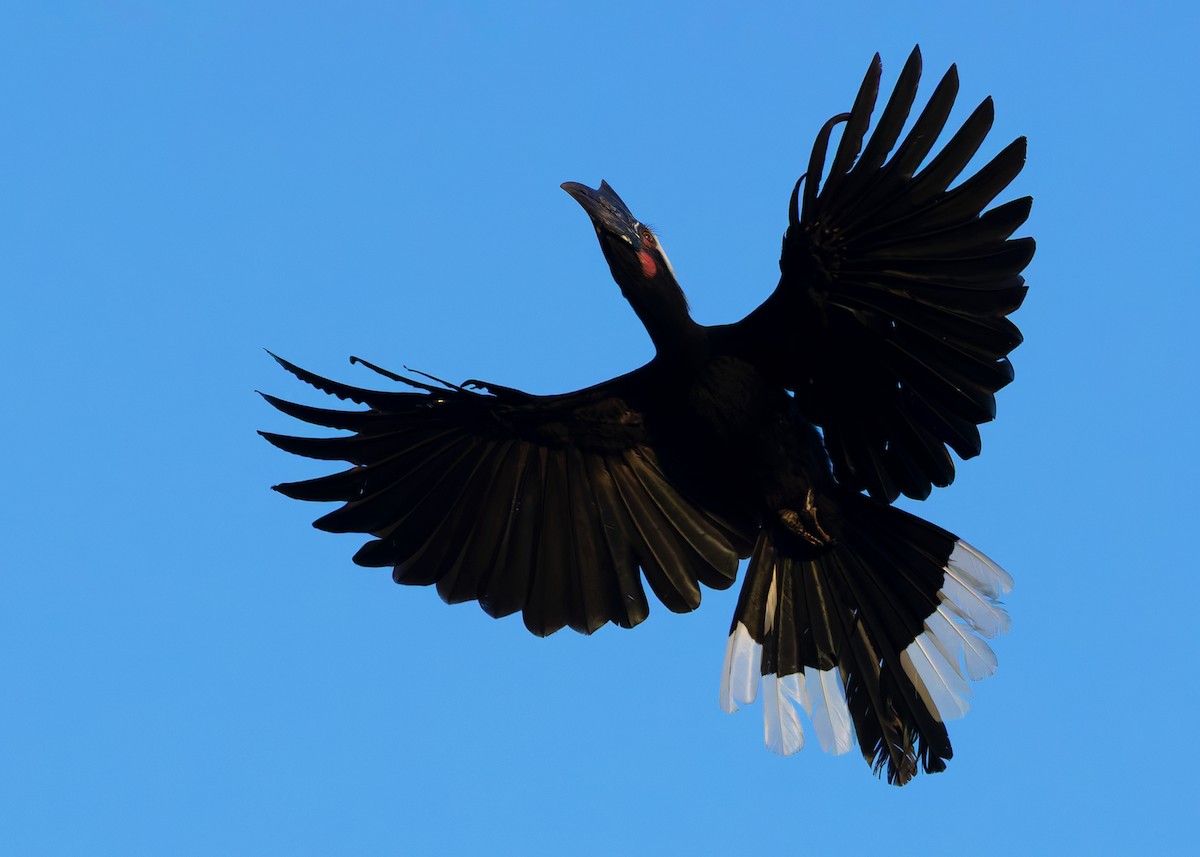 Malaienhornvogel - ML641964959
