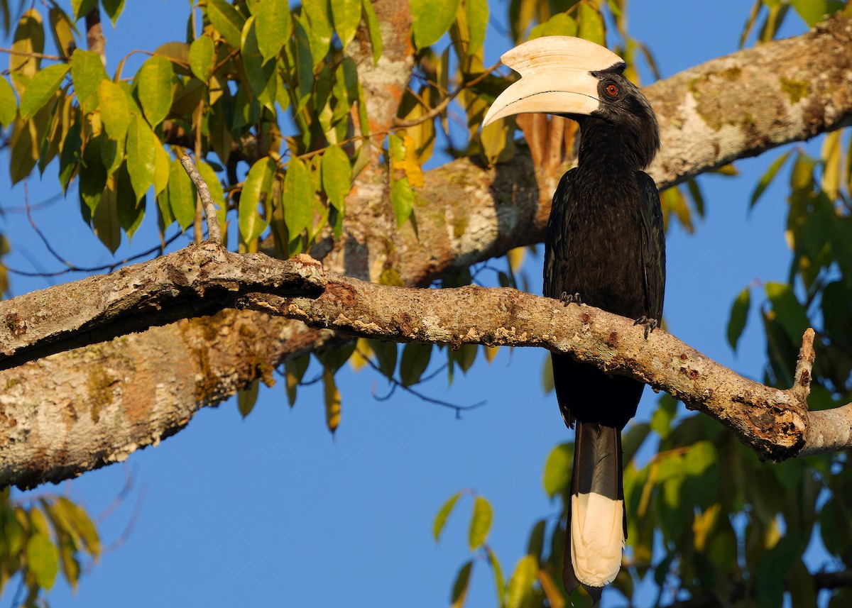 Malaienhornvogel - ML641964960