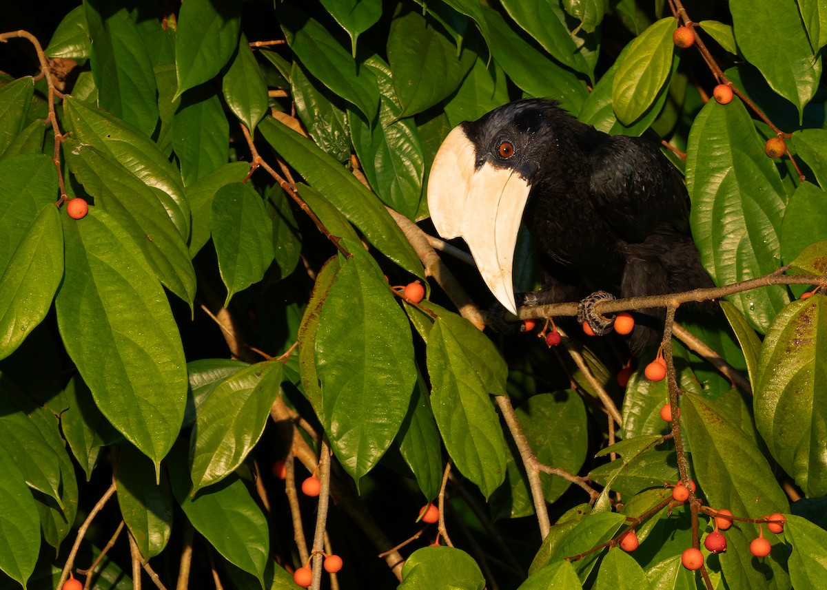 Malaienhornvogel - ML641964961