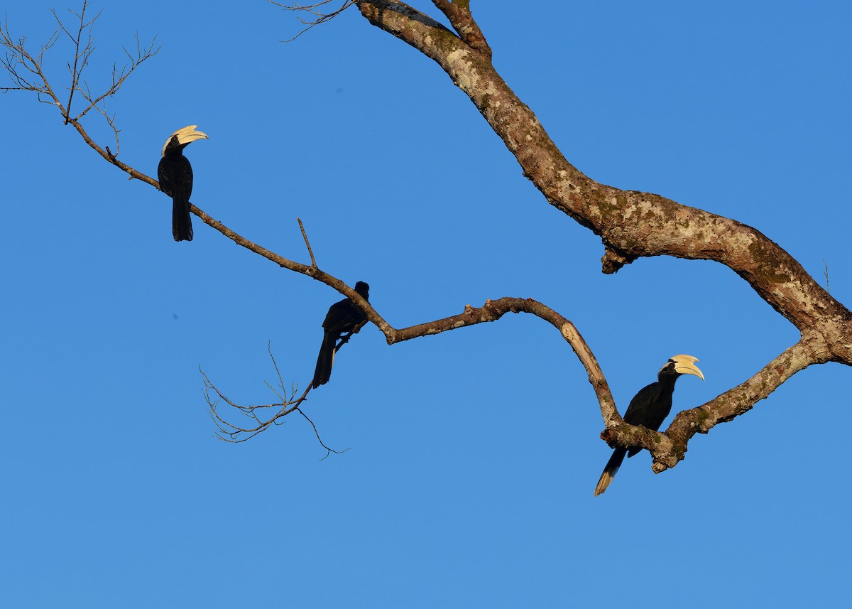 Malaienhornvogel - ML641964962