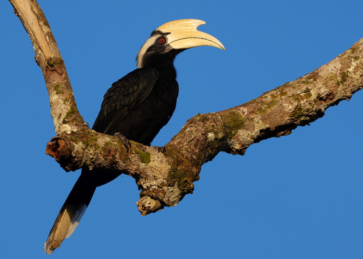 Malaienhornvogel - ML641964963