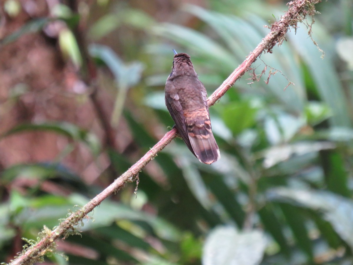 Bronzekolibri - ML641964967
