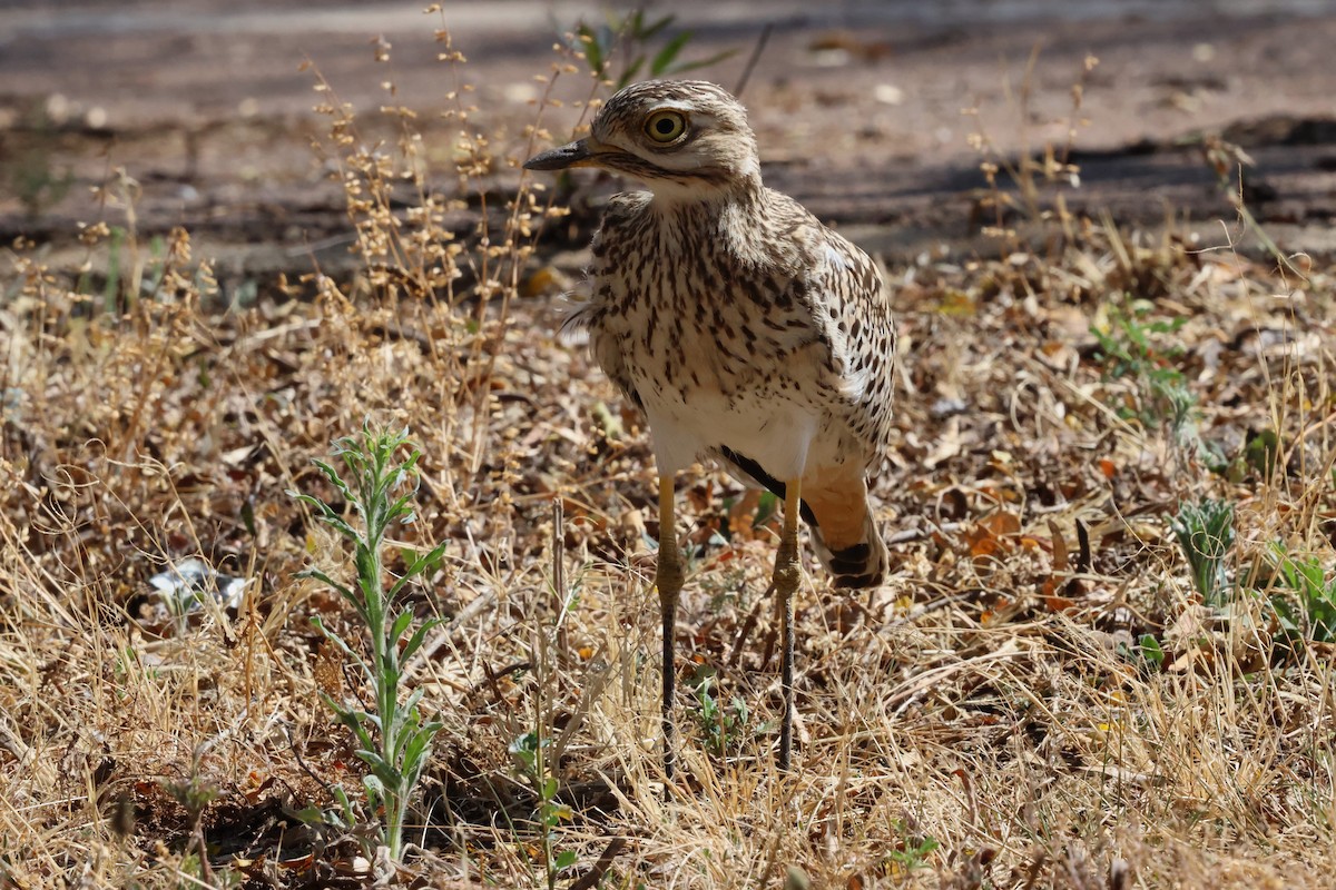 Spotted Thick-knee - ML641964969