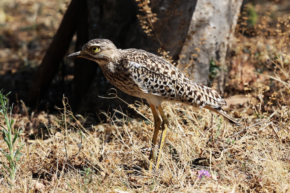 Spotted Thick-knee - ML641964970
