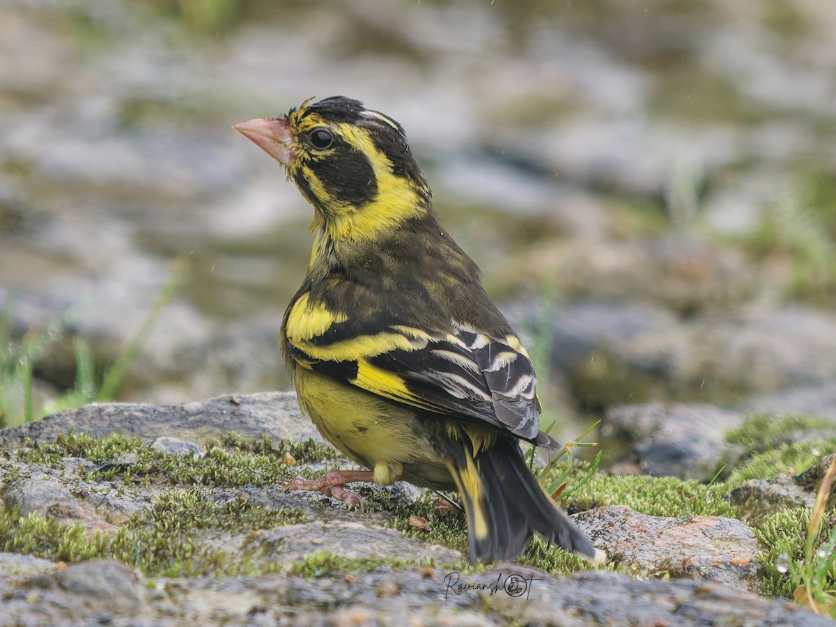 Yellow-breasted Greenfinch - ML641964971