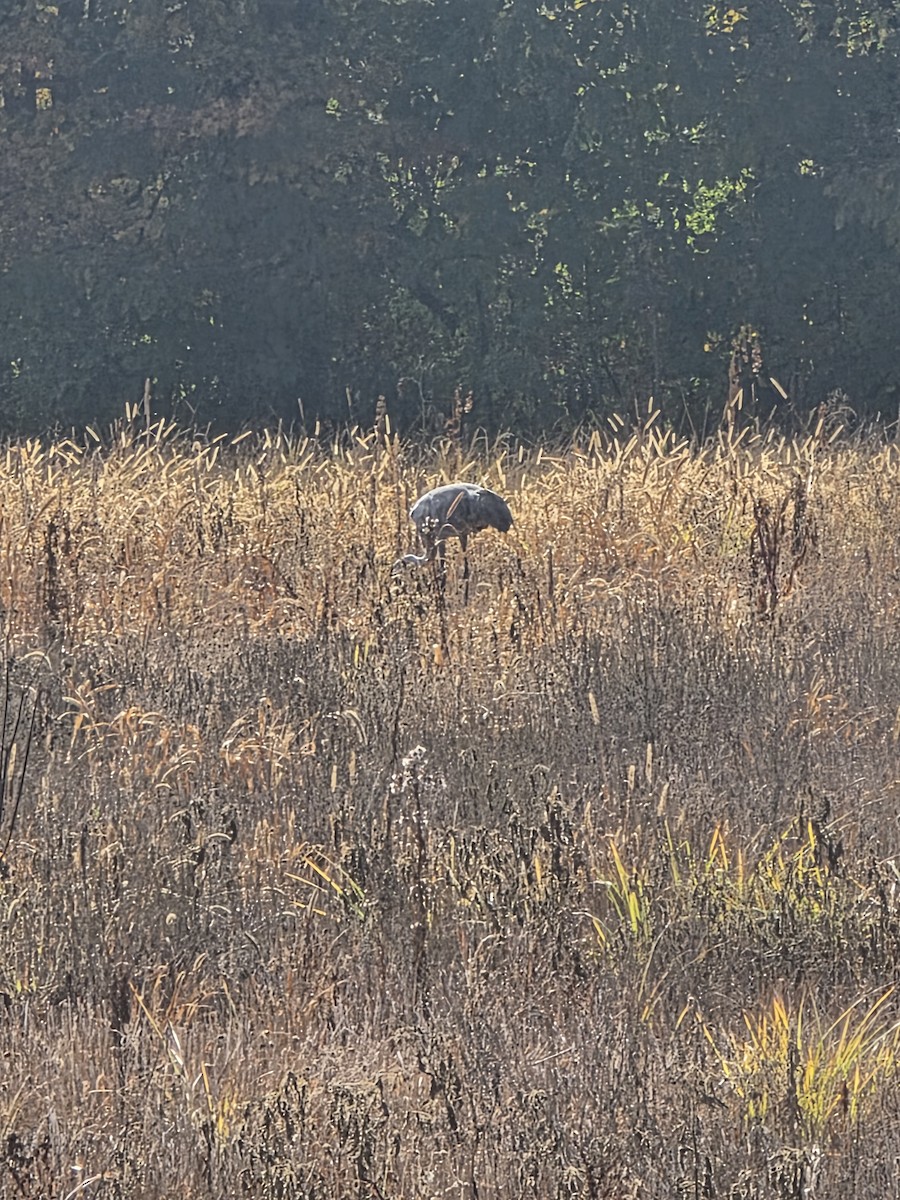 Sandhill Crane - ML641964972