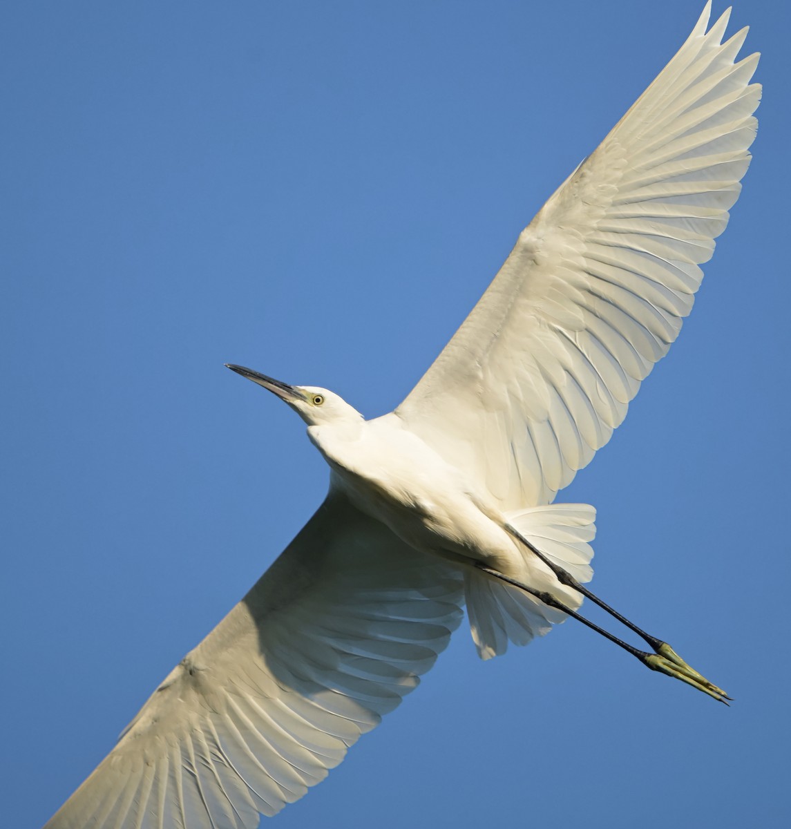 Little Egret - ML641964974