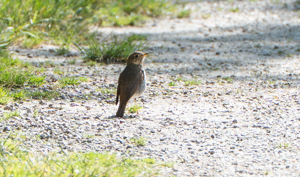 Swainson's Thrush - ML641964989