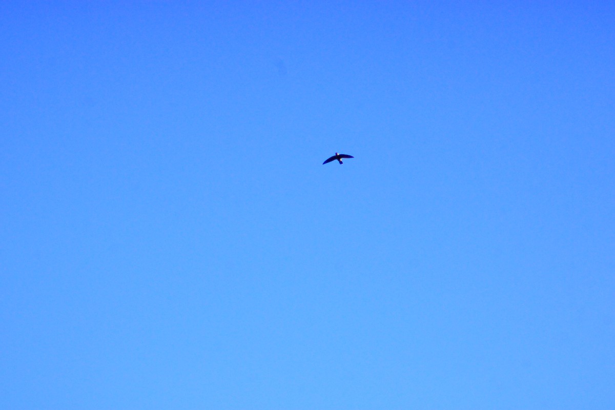 Vaux's Swift - ML641964990
