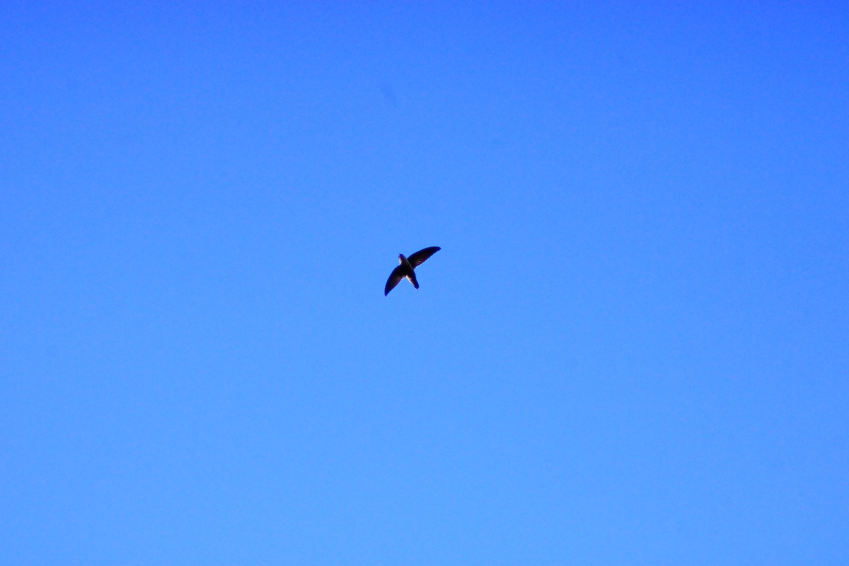 Vaux's Swift - ML641964991