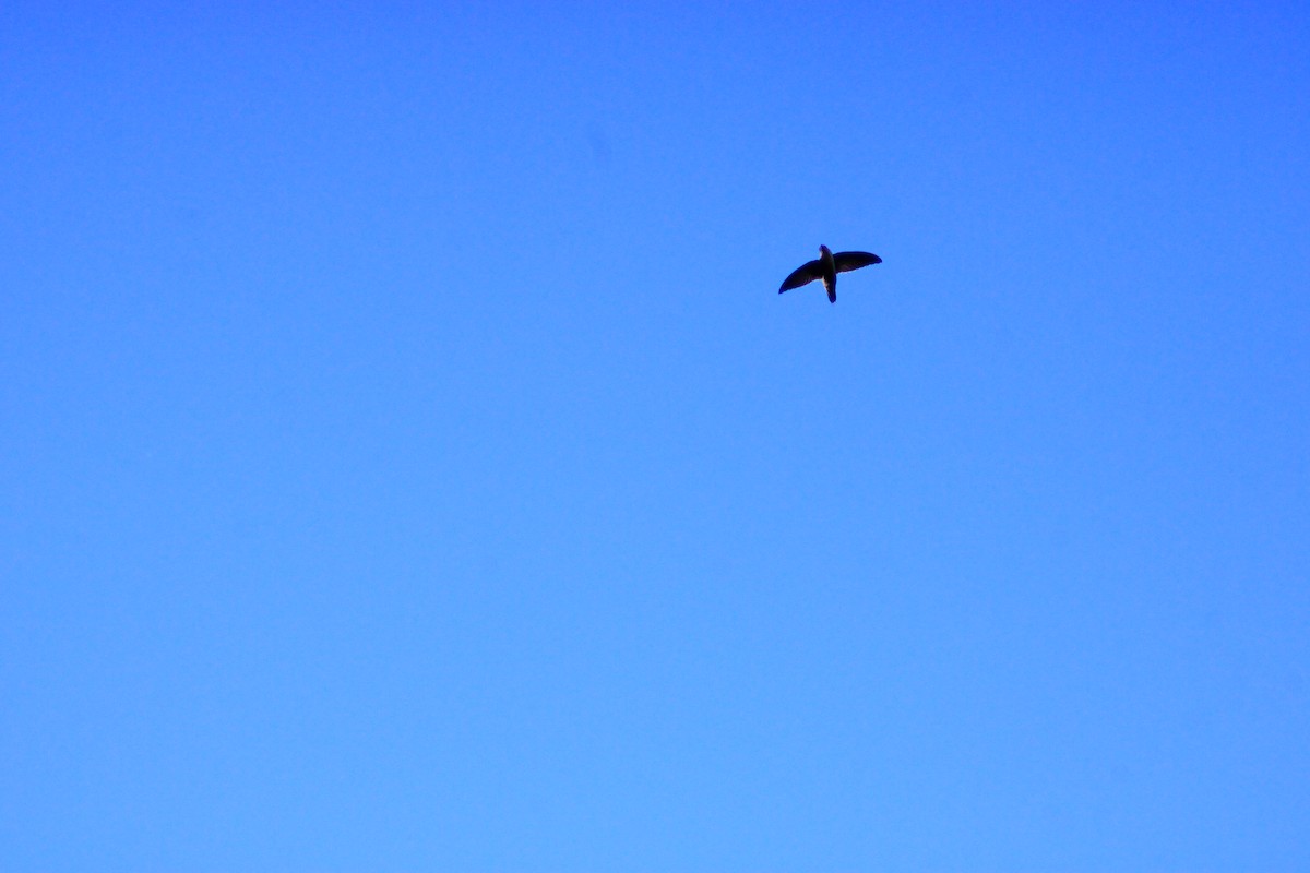 Vaux's Swift - ML641964992