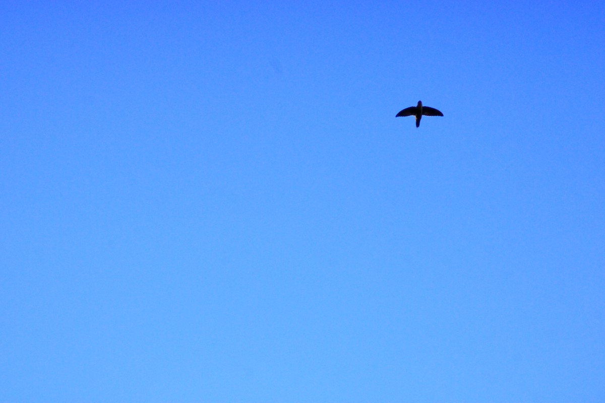 Vaux's Swift - ML641964993