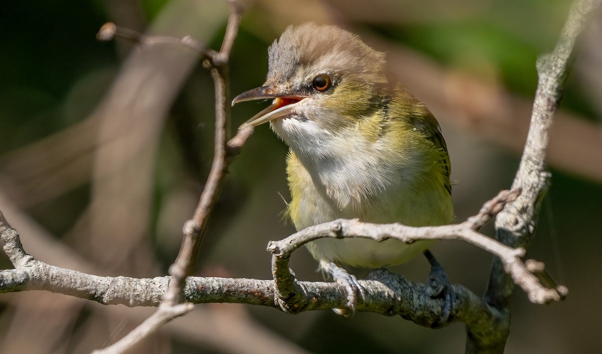 Rotaugenvireo - ML641965016