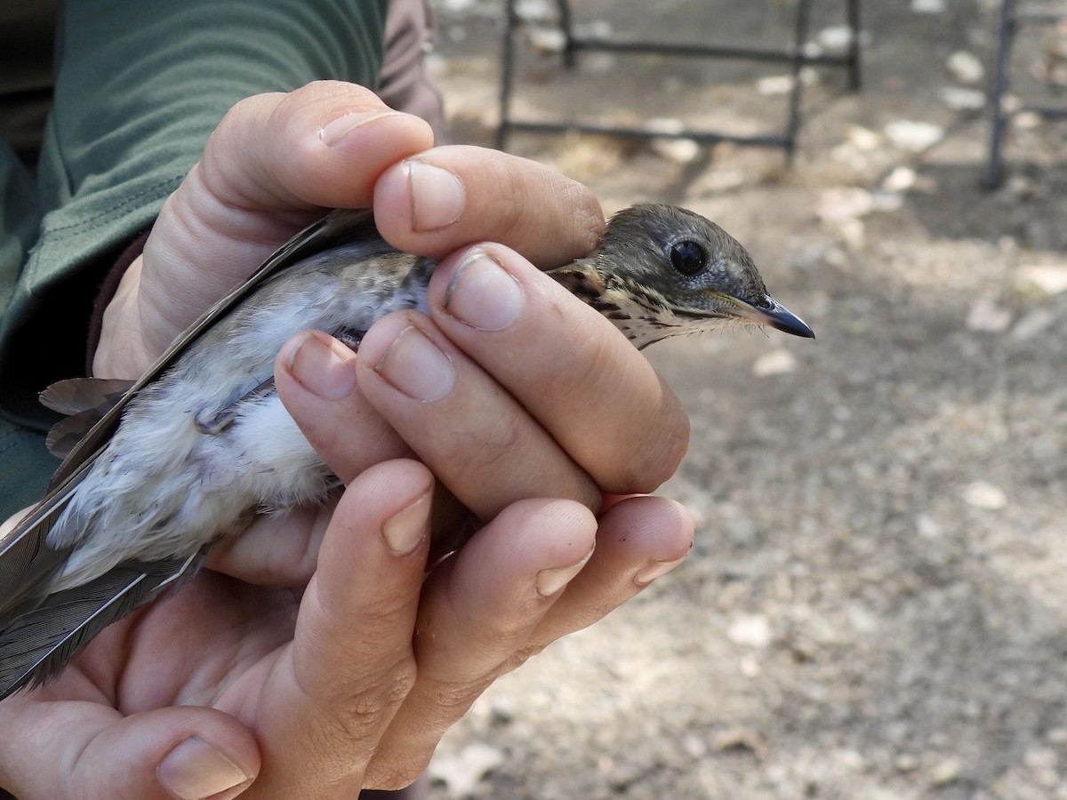 Gray-cheeked Thrush - ML641965018