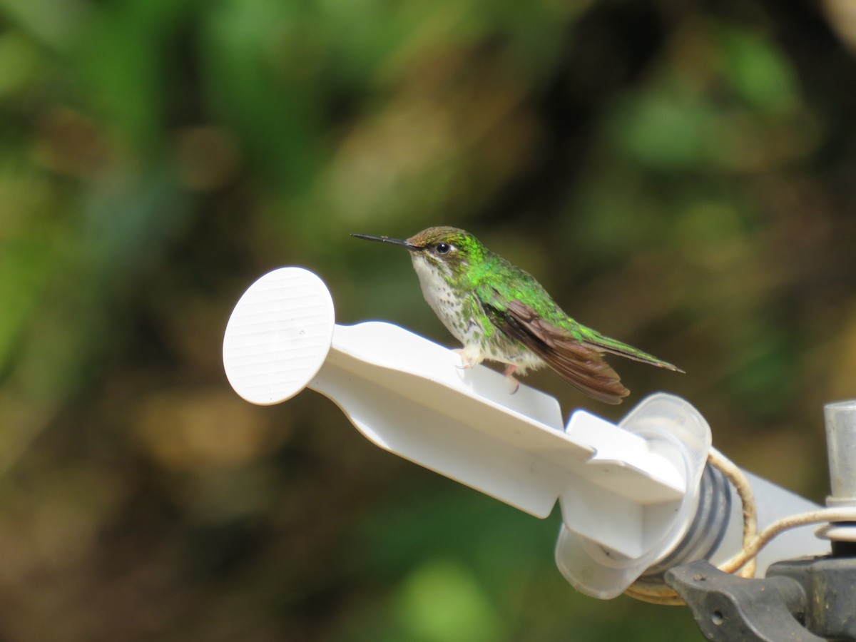 White-booted Racket-tail - ML641965030