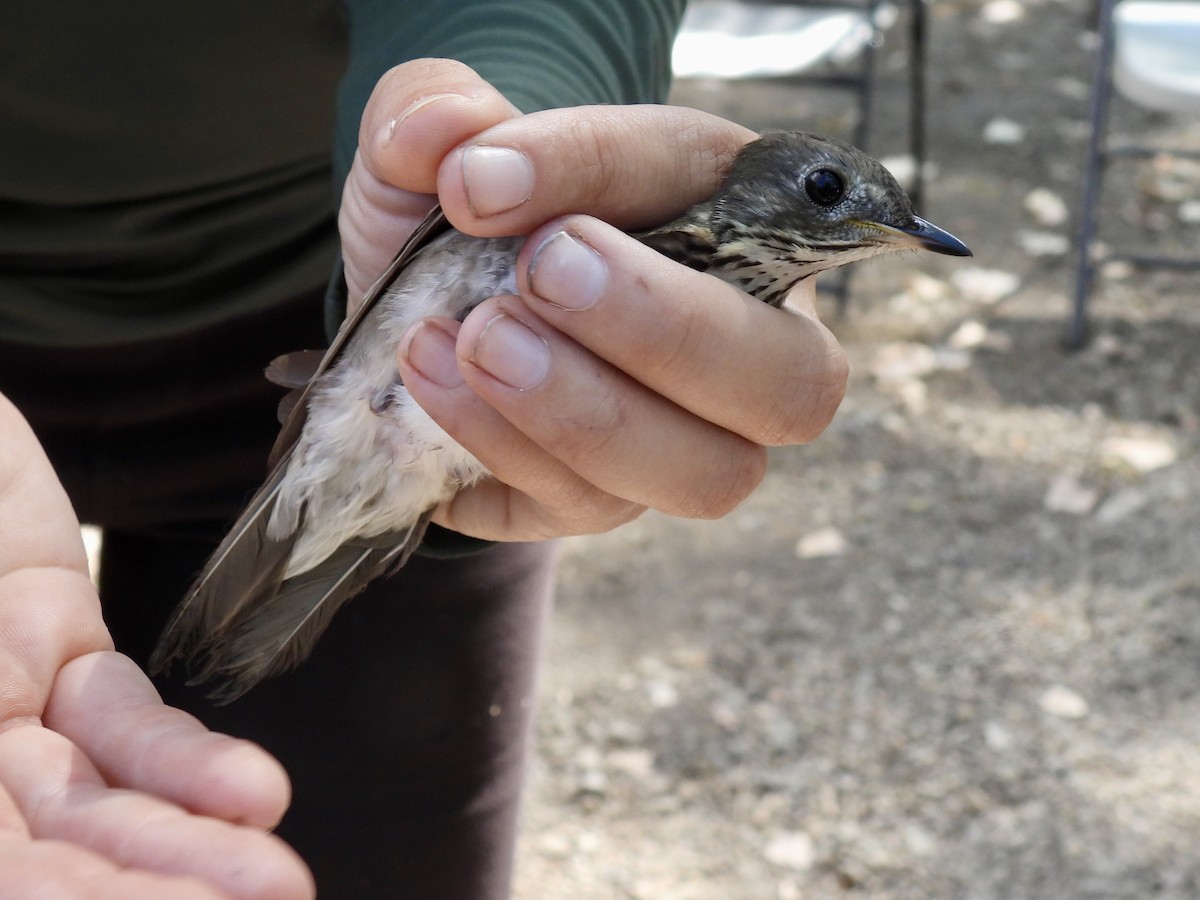 Gray-cheeked Thrush - ML641965033