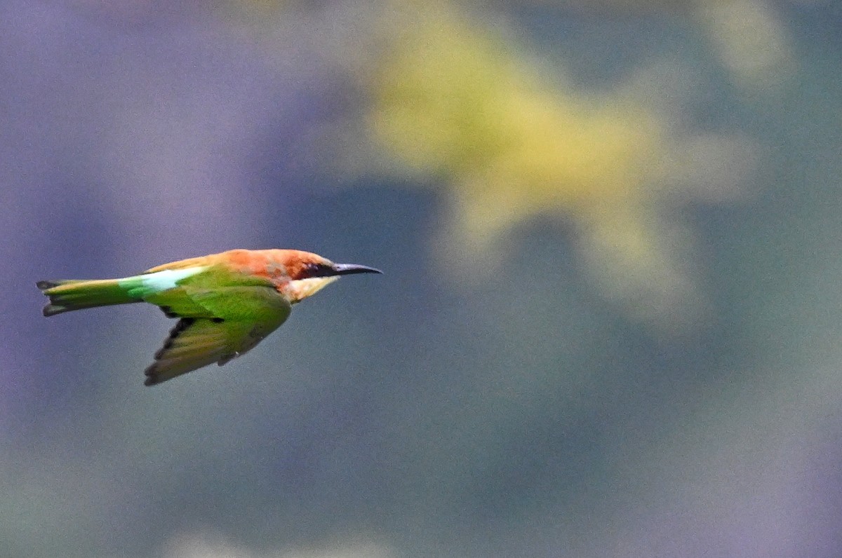 Chestnut-headed Bee-eater - ML641965041