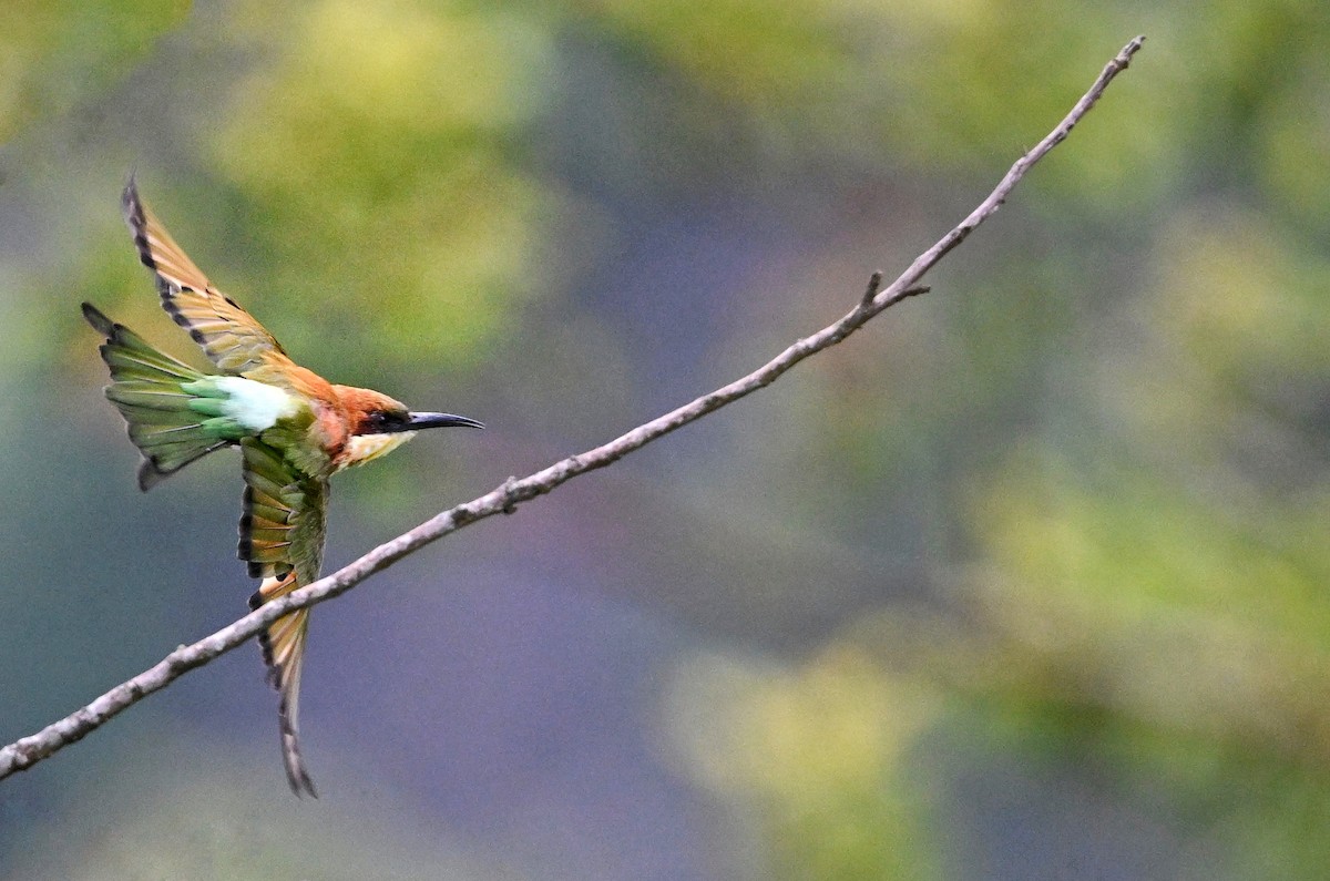 Chestnut-headed Bee-eater - ML641965042
