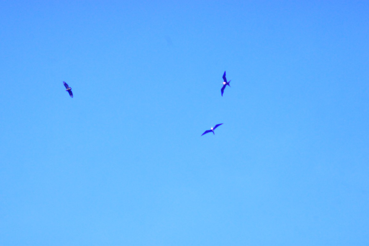 Black Vulture - ML641965068