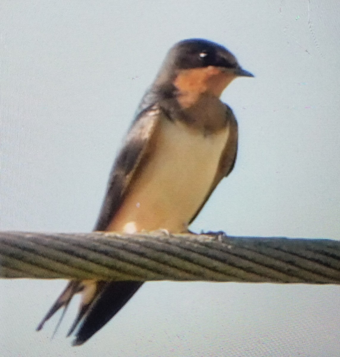 Barn Swallow - ML641965078