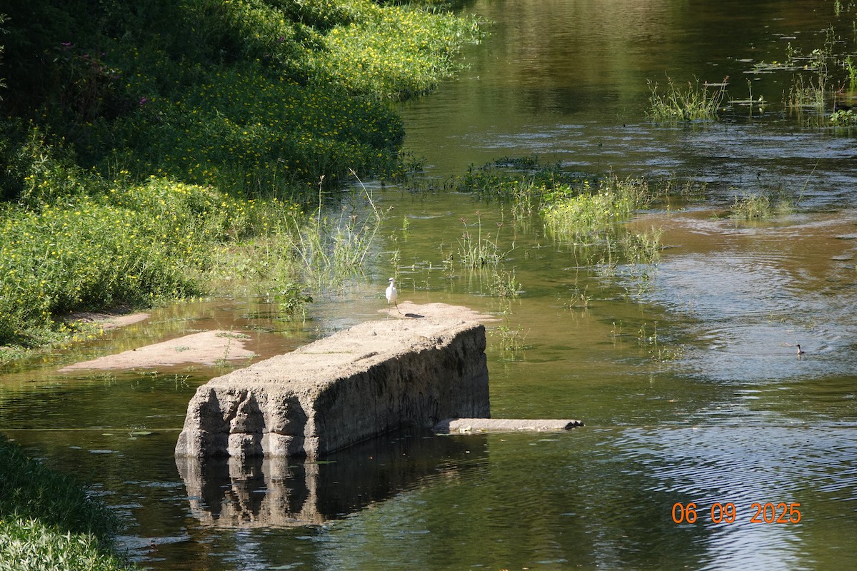 Little Egret - ML641965098