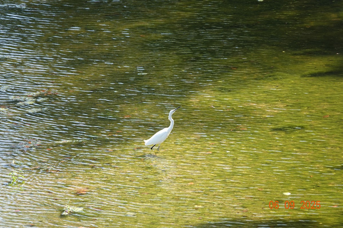 Little Egret - ML641965099