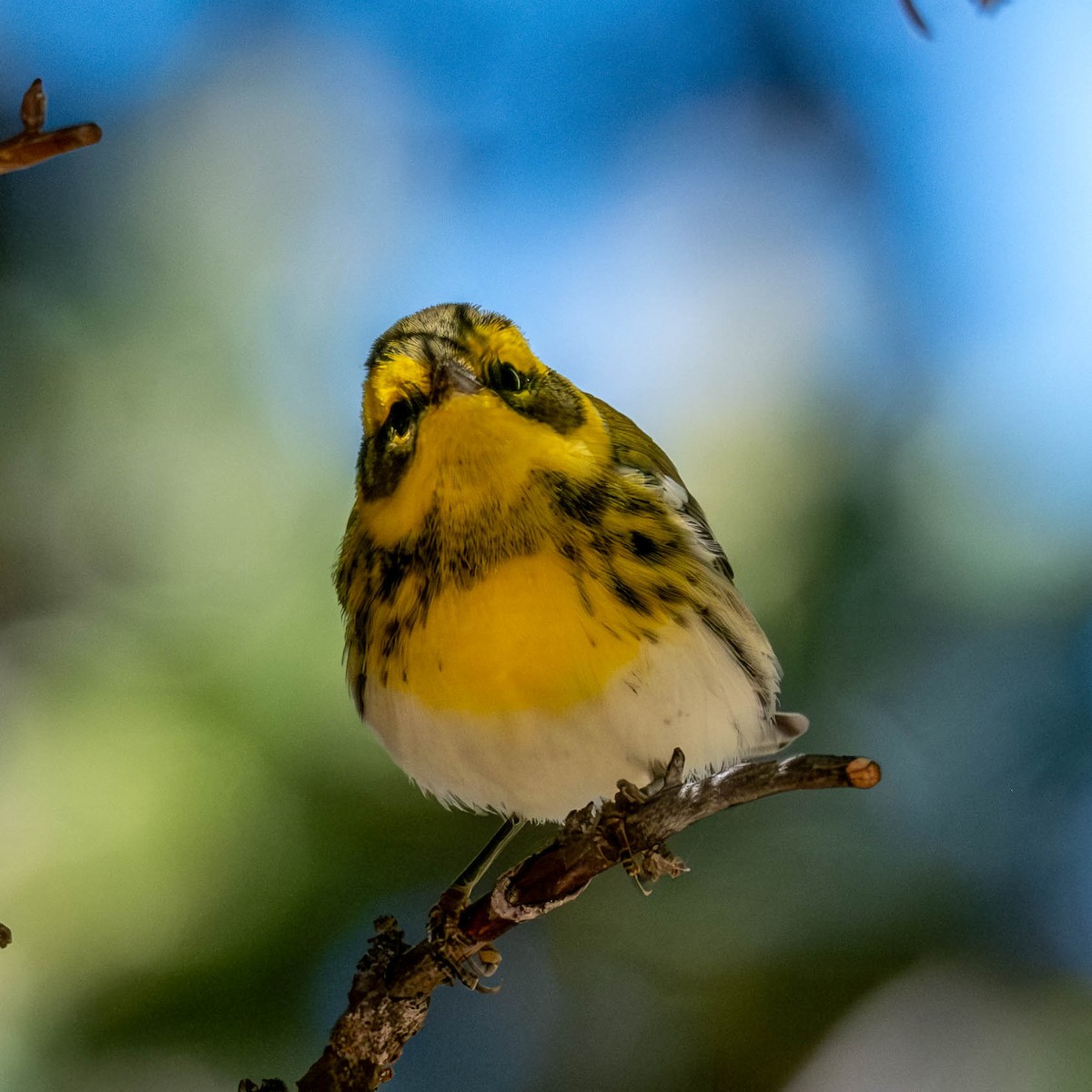 Townsend's Warbler - ML641965111