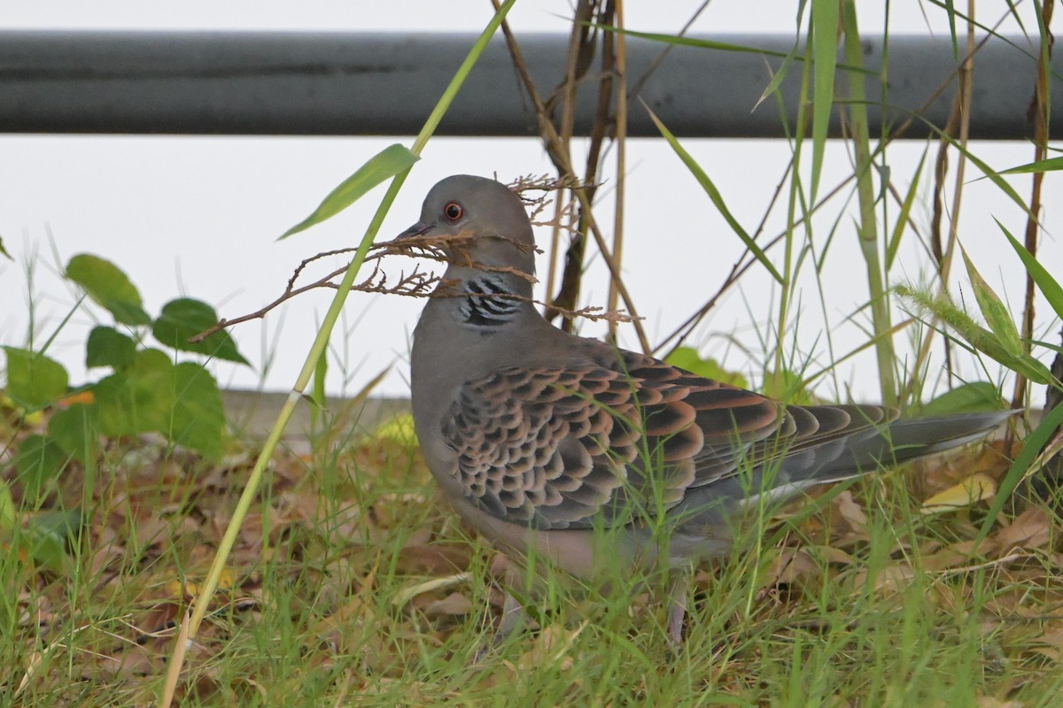 Oriental Turtle-Dove - ML641965116