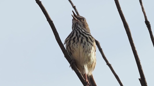 Western Fieldwren - ML641965124
