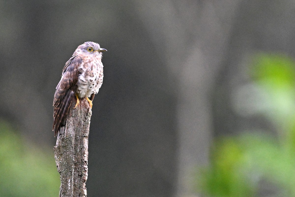 Common Hawk-Cuckoo - ML641965125