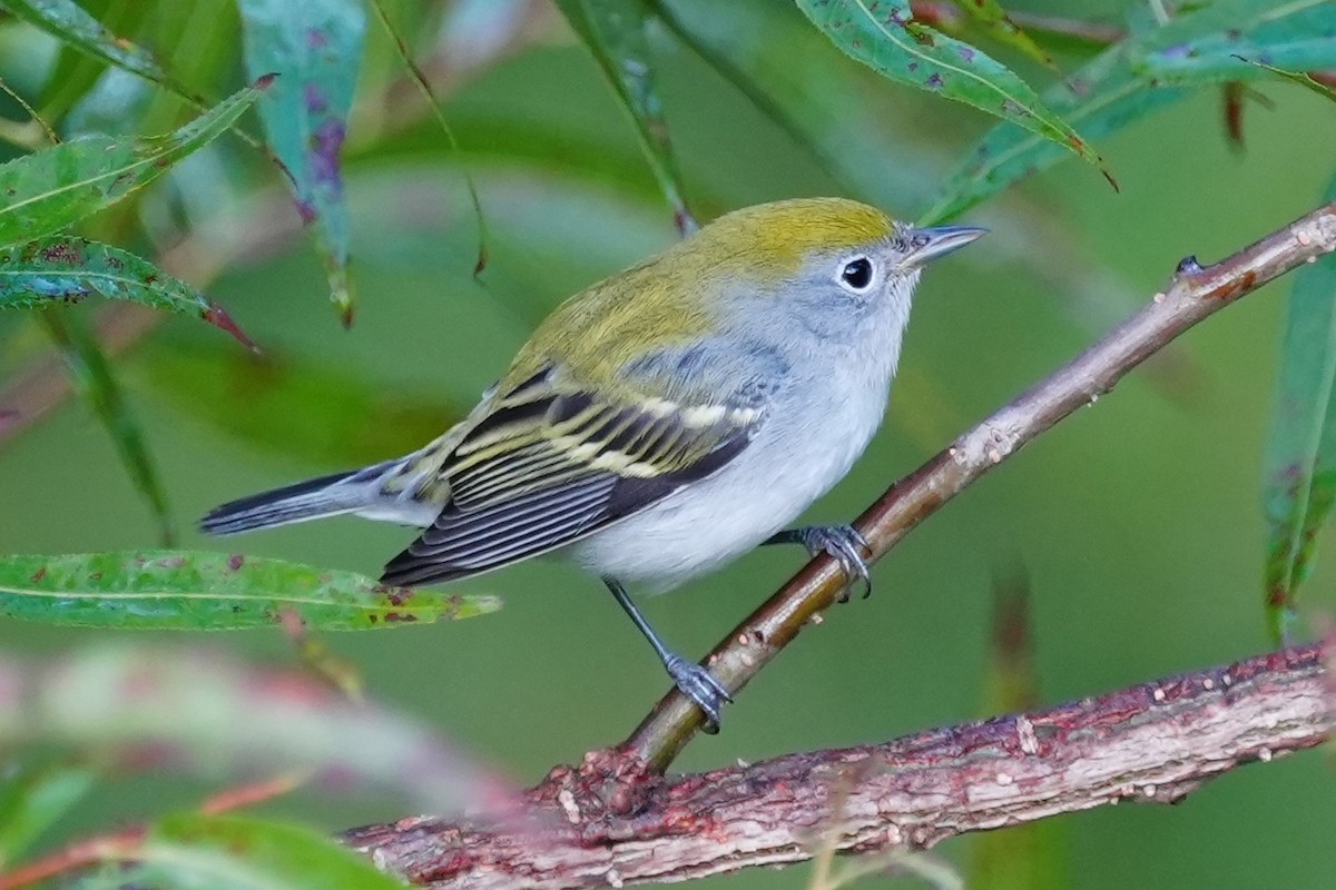 Chestnut-sided Warbler - ML641965132