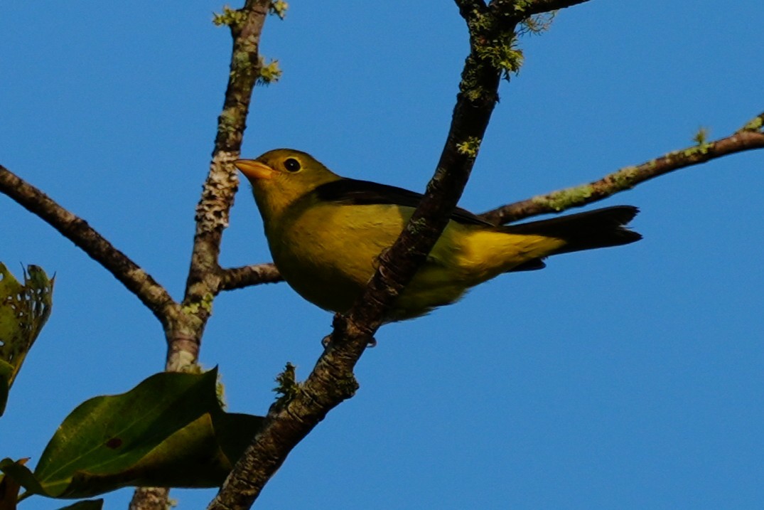 Scarlet Tanager - ML641965140