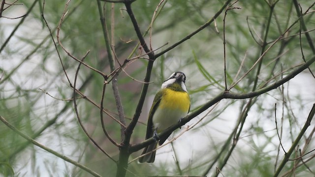 Western Shrike-tit - ML641965180